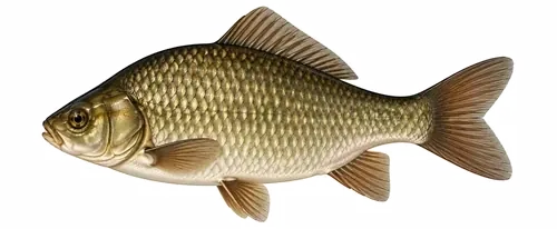 Карась