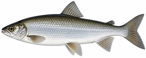 Пелядь