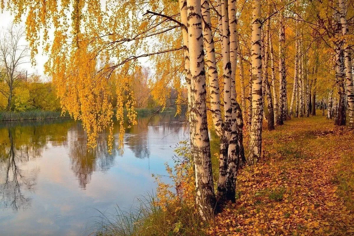 Озеро, берег осенью