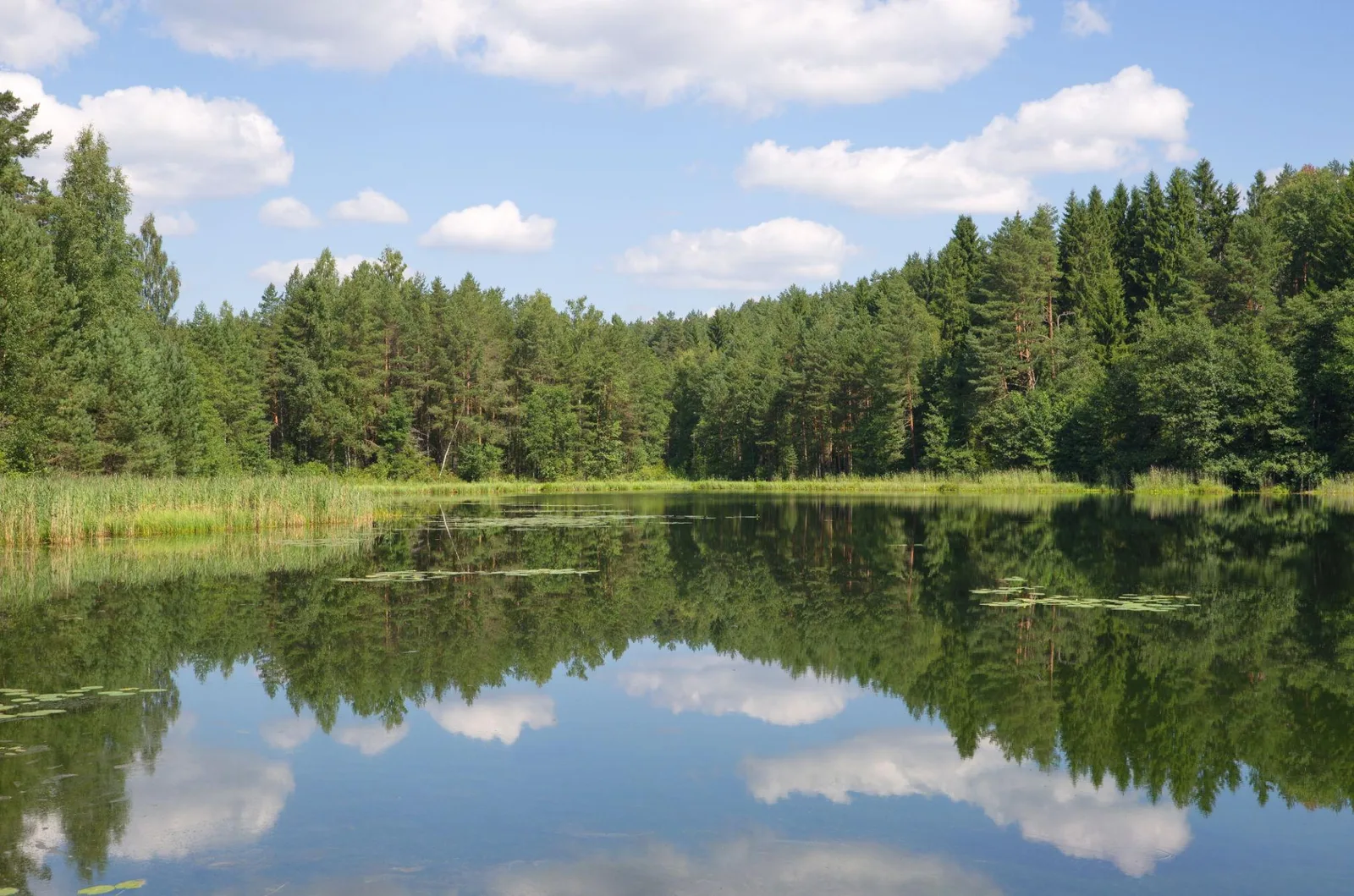 Озеро, берег летом